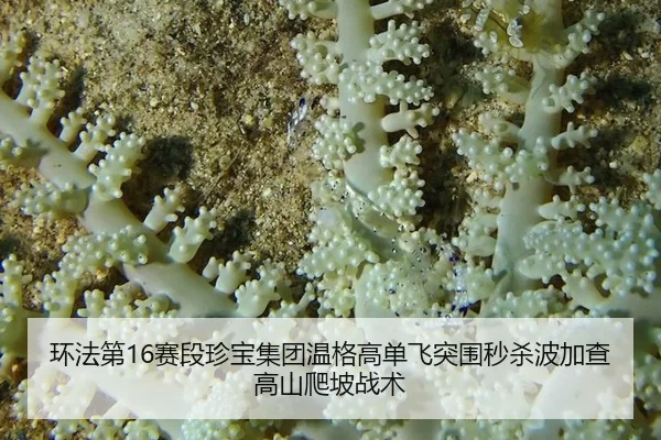 huan-fa-di-sai-duan-zhen-bao-ji-tuan-wen-ge-gao-dan-fei-tu-wei-miao-sha-bo-jia-cha-gao-shan-pa-po-zhan-shu-2-710.jpg